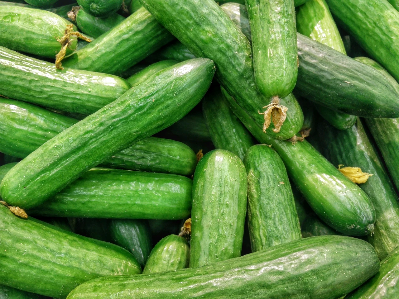 Attenzione ai cetrioli in estate: ecco quando possono creare problemi digestivi Attenzione ai cetrioli in estate: ecco quando possono creare problemi digestivi