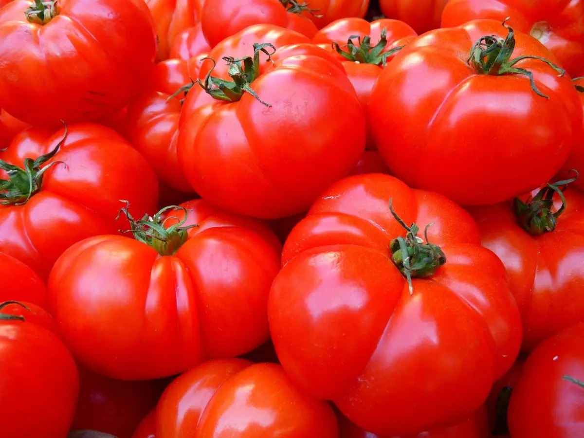 Conservi i pomodori in frigo? Scopri subito l’errore che rischia di rovinarli Conservi i pomodori in frigo? Scopri subito l’errore che rischia di rovinarli