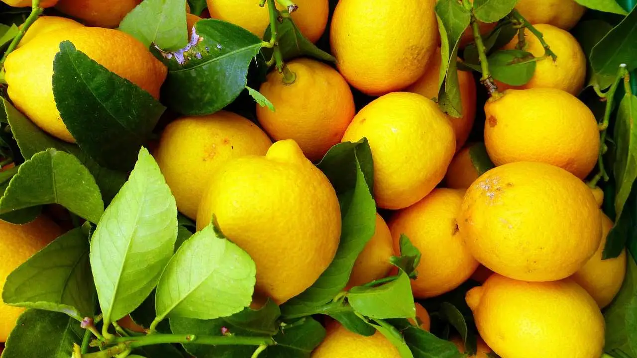 L’errore che svuota la resa dei tuoi limoni in dispensa e come evitarlo subito L’errore che svuota la resa dei tuoi limoni in dispensa e come evitarlo subito