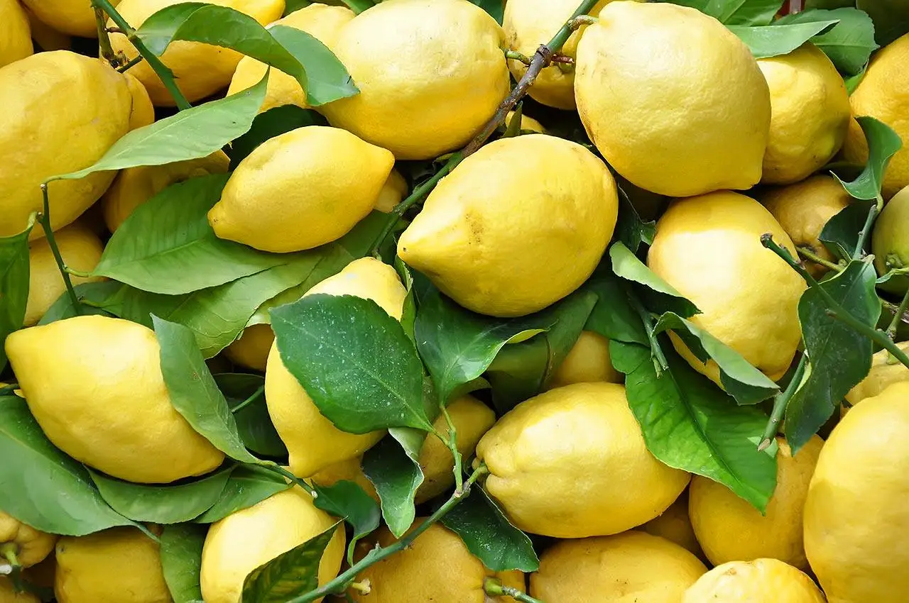 L’errore che svuota la resa dei tuoi limoni in dispensa e come evitarlo subito L’errore che svuota la resa dei tuoi limoni in dispensa e come evitarlo subito