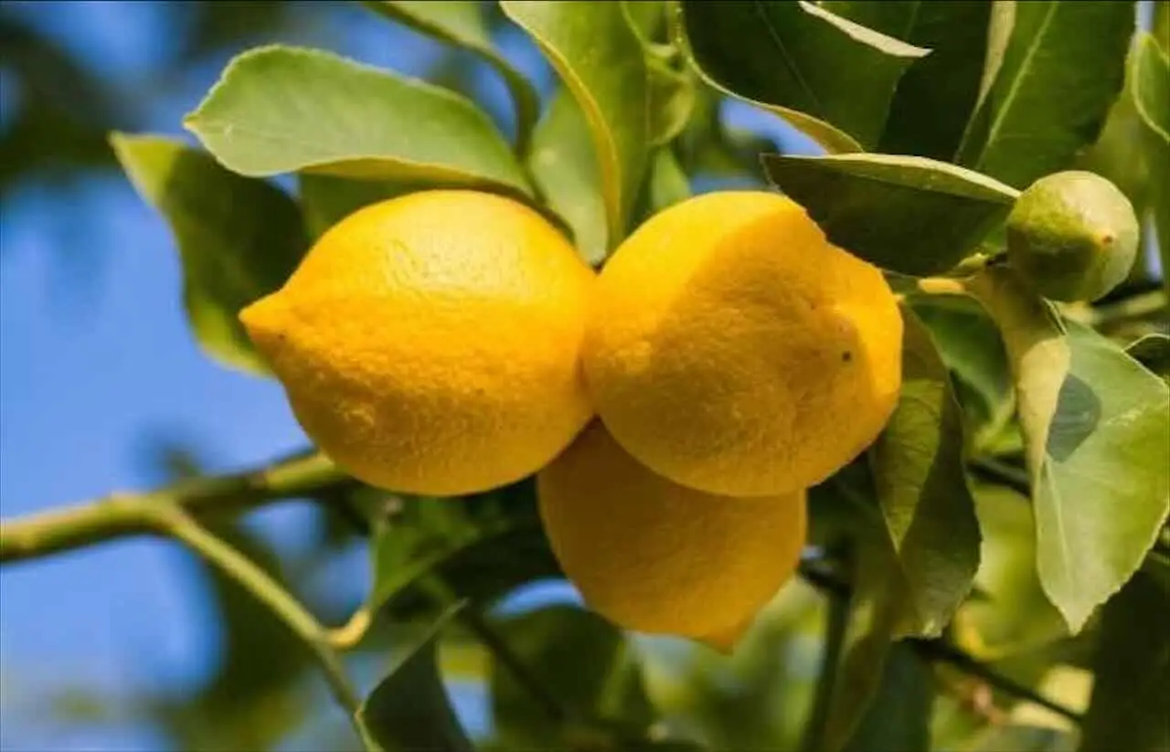 L’errore che svuota la resa dei tuoi limoni in dispensa e come evitarlo subito L’errore che svuota la resa dei tuoi limoni in dispensa e come evitarlo subito