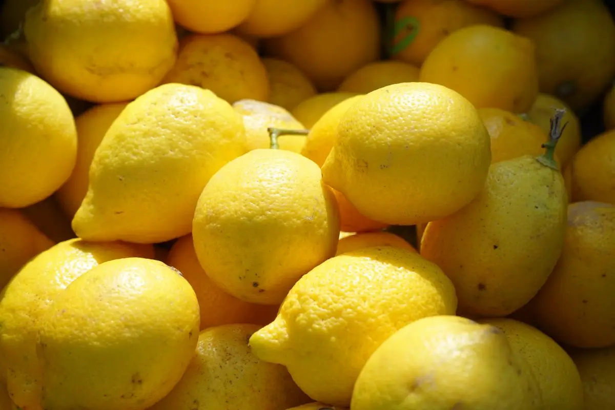 L’errore che svuota la resa dei tuoi limoni in dispensa e come evitarlo subito L’errore che svuota la resa dei tuoi limoni in dispensa e come evitarlo subito