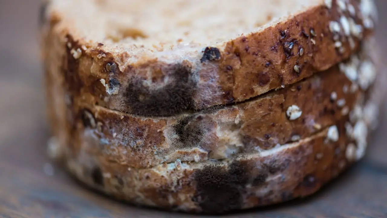 Evita la muffa sul pane: la soluzione che forse non hai mai considerato prima Evita la muffa sul pane: la soluzione che forse non hai mai considerato prima