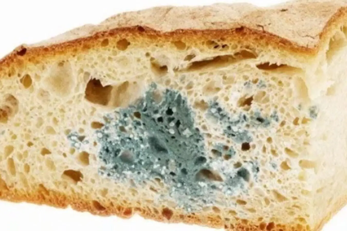Evita la muffa sul pane: la soluzione che forse non hai mai considerato prima Evita la muffa sul pane: la soluzione che forse non hai mai considerato prima
