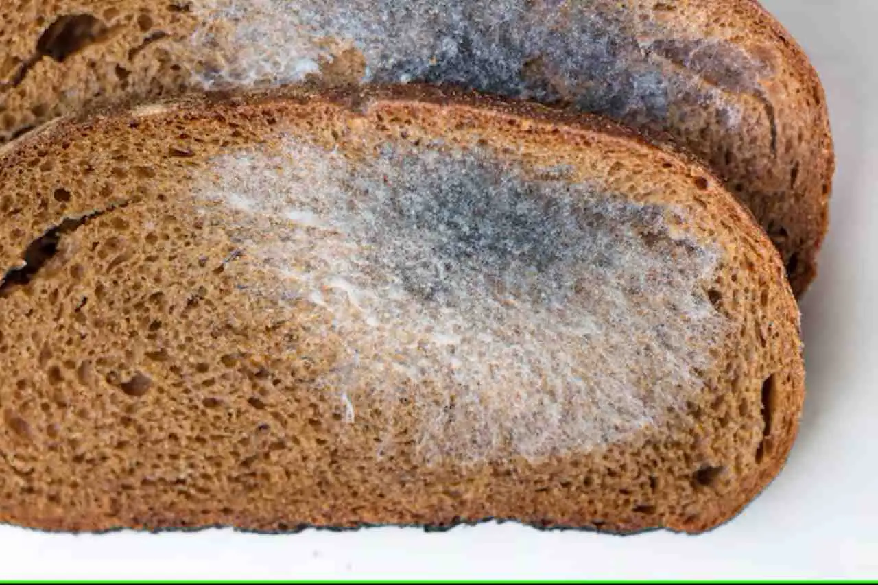 Evita la muffa sul pane: la soluzione che forse non hai mai considerato prima Evita la muffa sul pane: la soluzione che forse non hai mai considerato prima