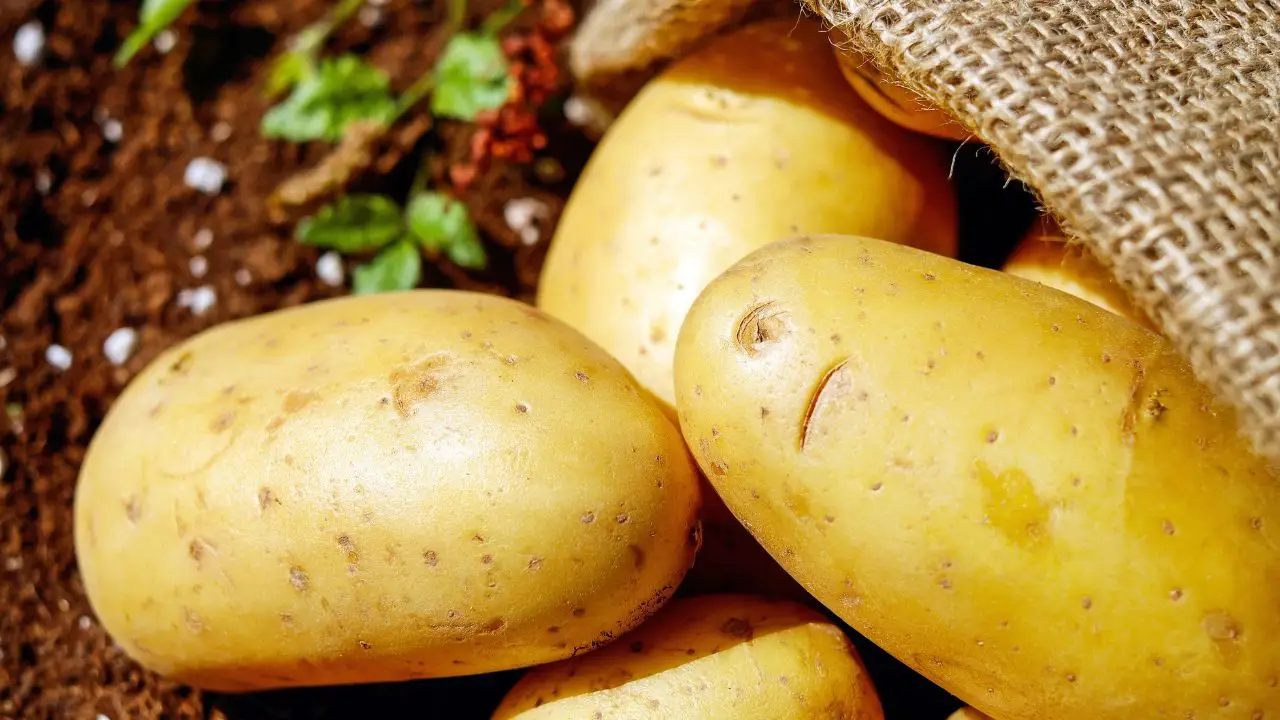 Sai riconoscere la causa che fa germogliare le patate in estate? Scoprilo subito