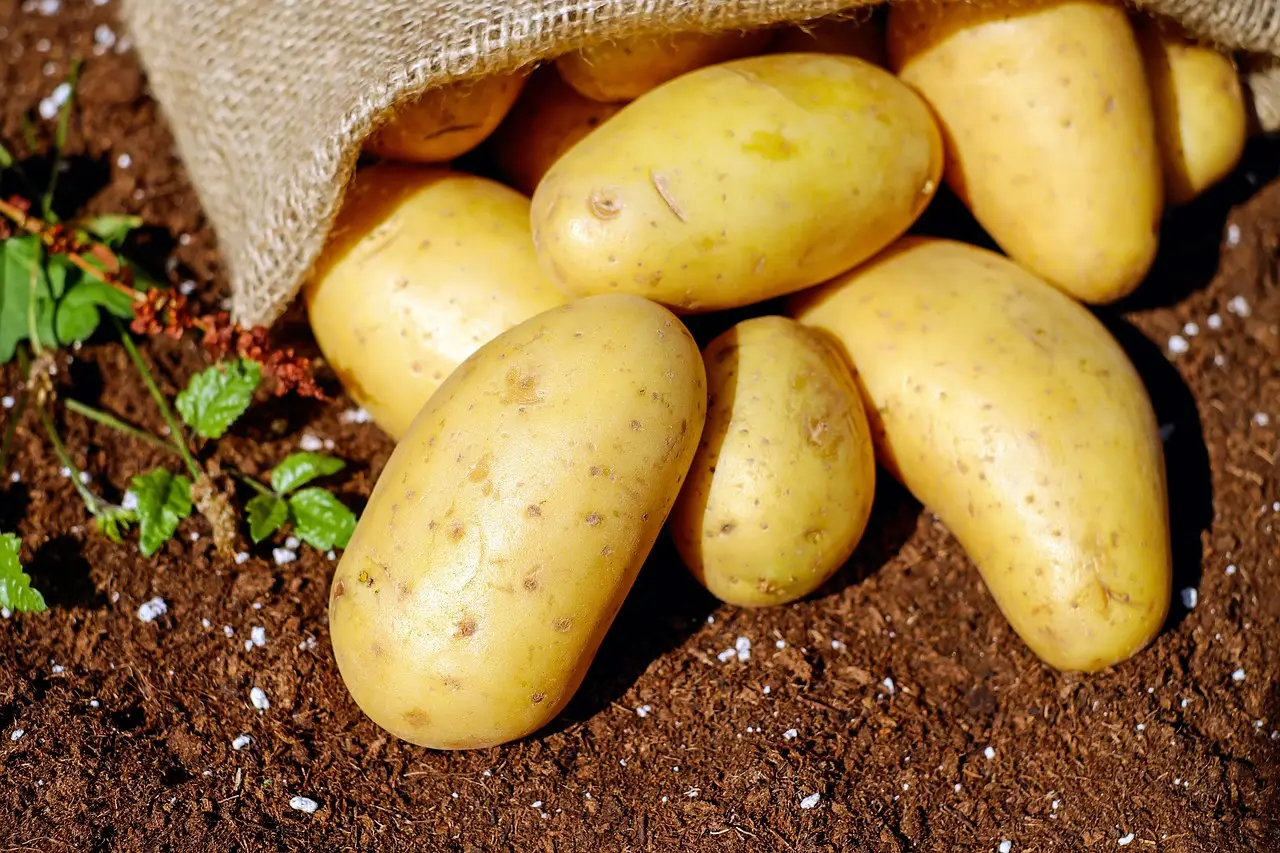Sai riconoscere la causa che fa germogliare le patate in estate? Scoprilo subito Sai riconoscere la causa che fa germogliare le patate in estate? Scoprilo subito