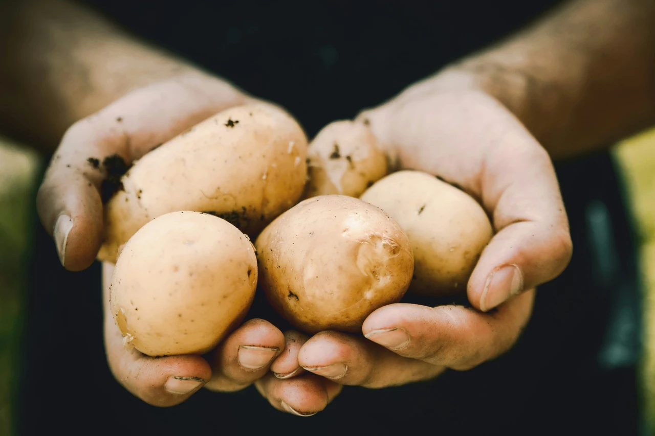 Sai riconoscere la causa che fa germogliare le patate in estate? Scoprilo subito Sai riconoscere la causa che fa germogliare le patate in estate? Scoprilo subito