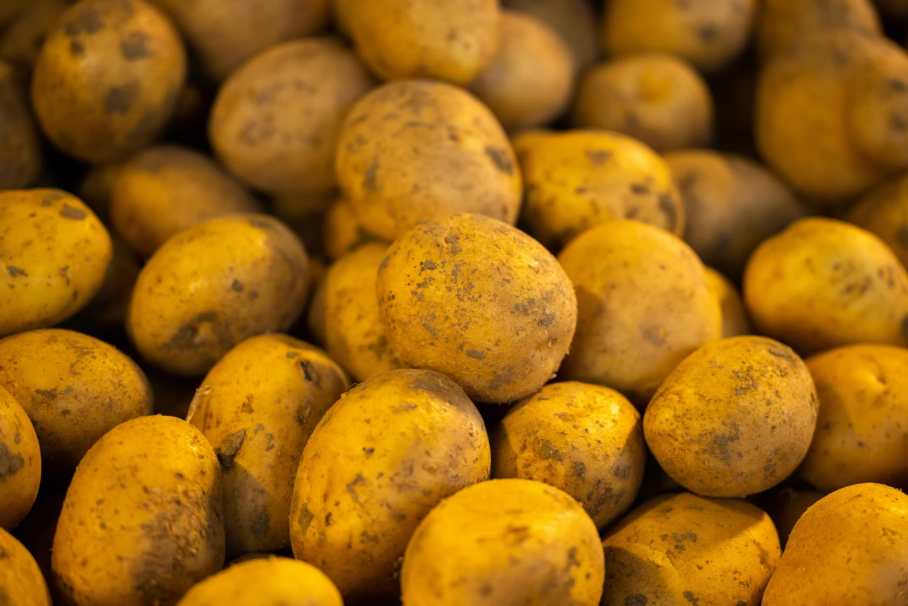 Sai riconoscere la causa che fa germogliare le patate in estate? Scoprilo subito Sai riconoscere la causa che fa germogliare le patate in estate? Scoprilo subito