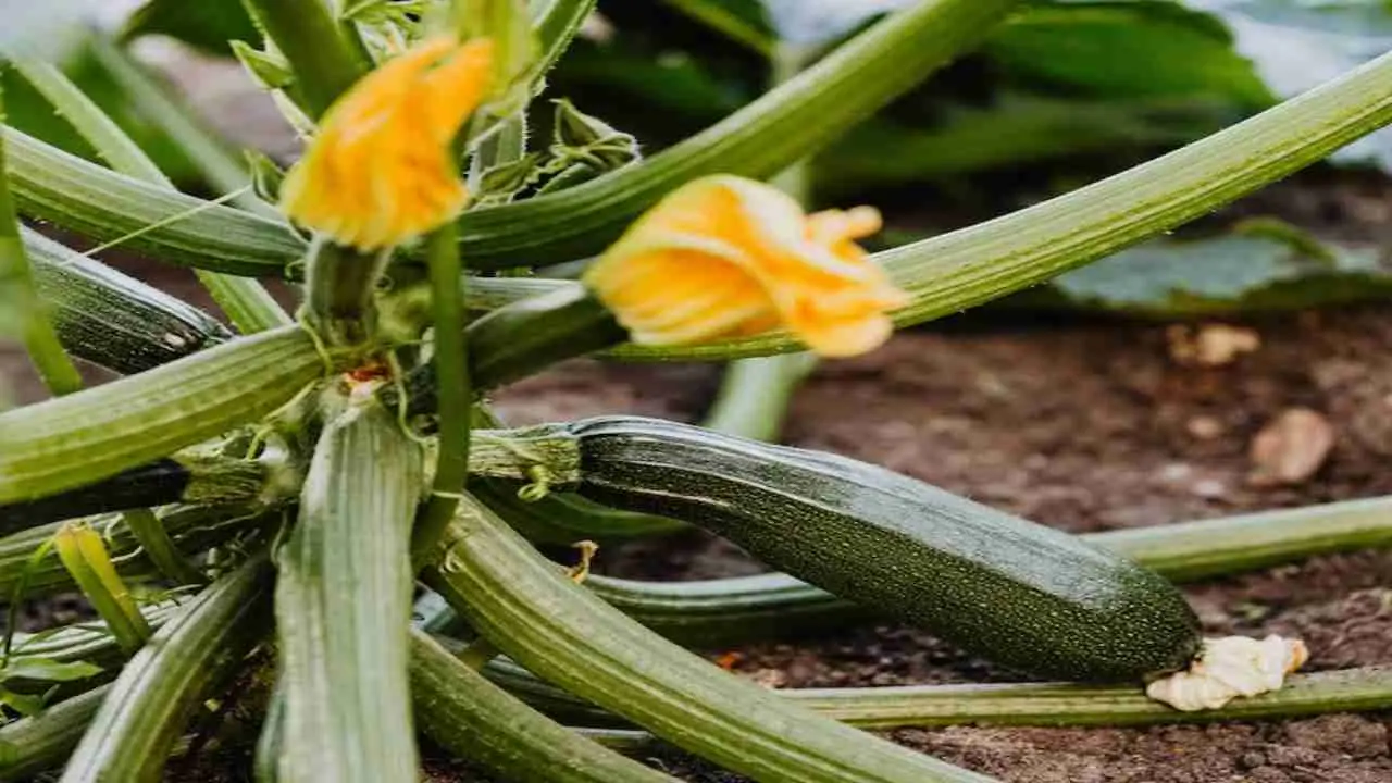Bastano pochi minuti per salvare le zucchine dalla disidratazione: ecco come
