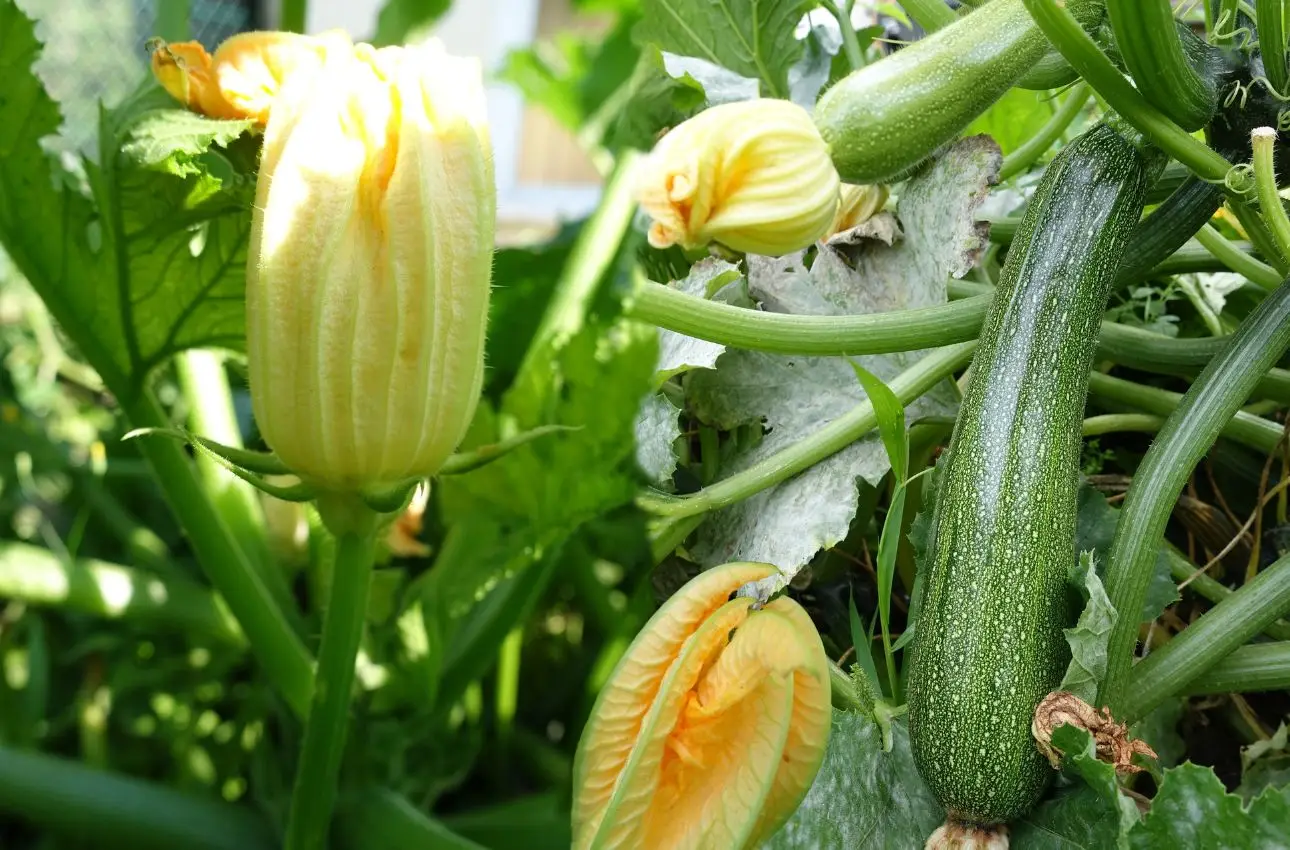 Bastano pochi minuti per salvare le zucchine dalla disidratazione: ecco come Bastano pochi minuti per salvare le zucchine dalla disidratazione: ecco come