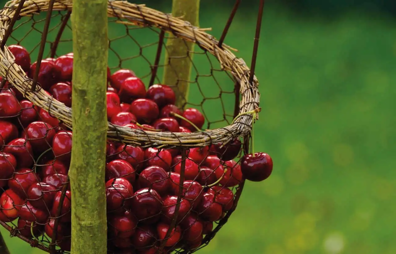 La stagione ha cambiato il modo corretto di lavare le ciliegie: ecco cosa non sai