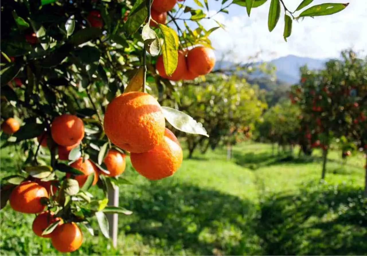 Scopri perché mescolare agrumi diversi in frigo può danneggiare il sapore di tutti Scopri perché mescolare agrumi diversi in frigo può danneggiare il sapore di tutti