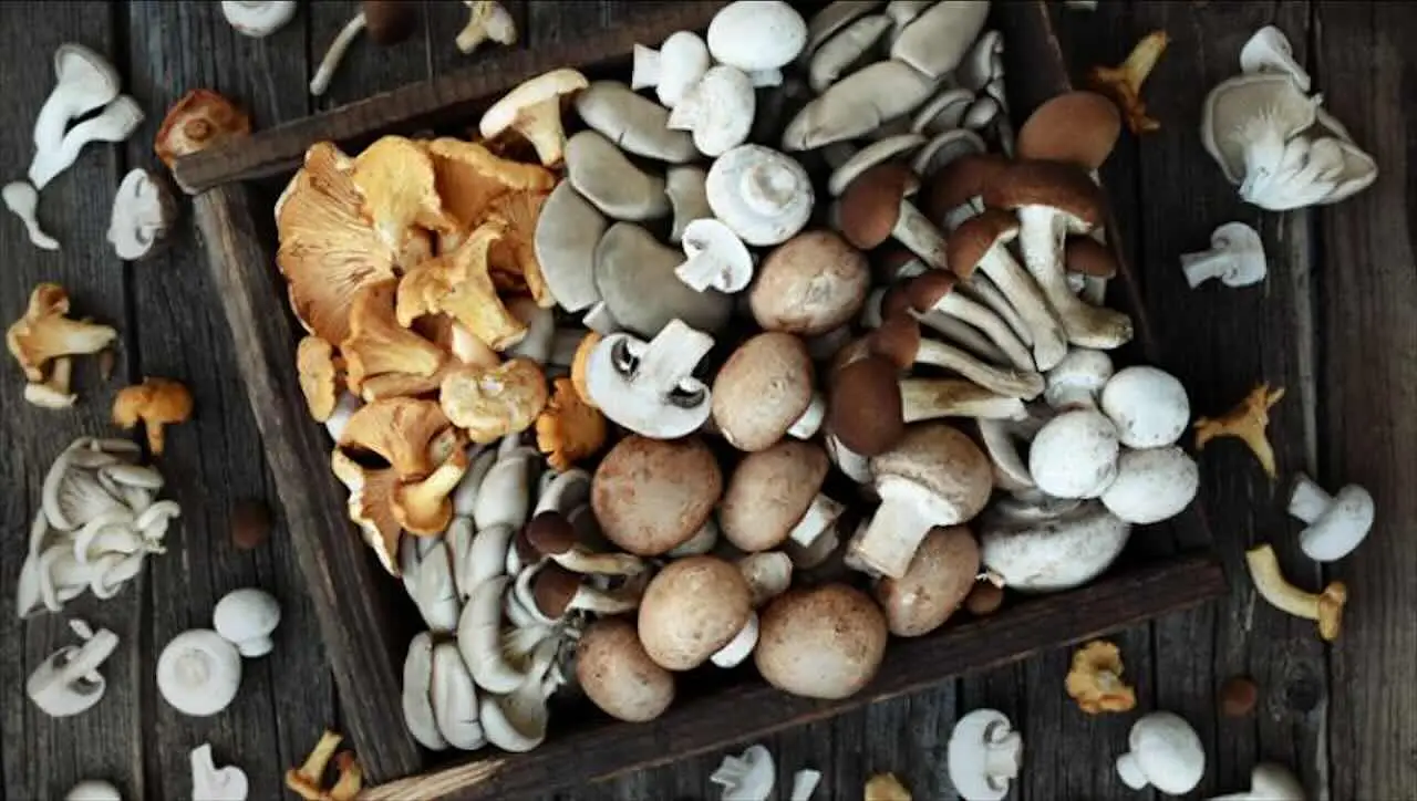 L’asciugatura sbagliata dei funghi freschi può causare muffe: il metodo giusto L’asciugatura sbagliata dei funghi freschi può causare muffe: il metodo giusto