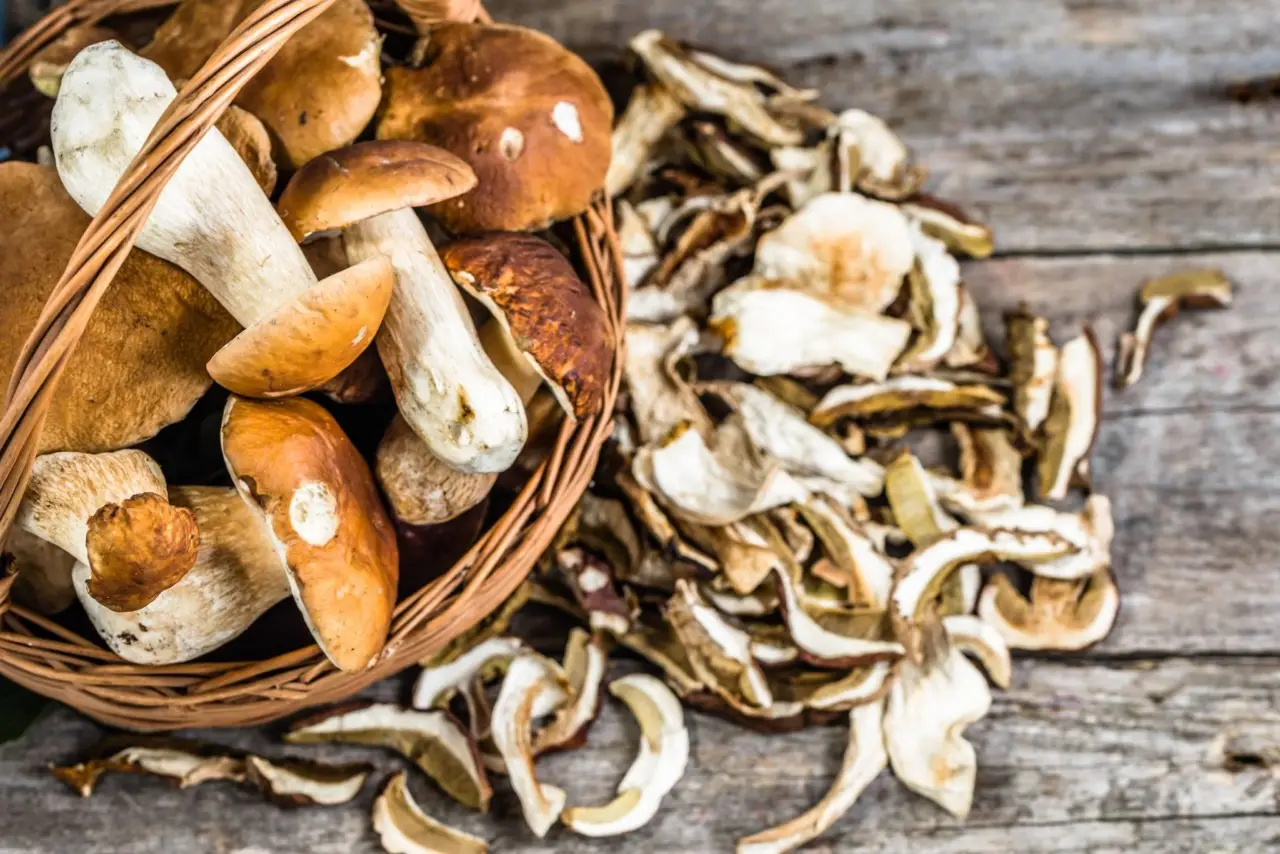 L’asciugatura sbagliata dei funghi freschi può causare muffe: il metodo giusto L’asciugatura sbagliata dei funghi freschi può causare muffe: il metodo giusto