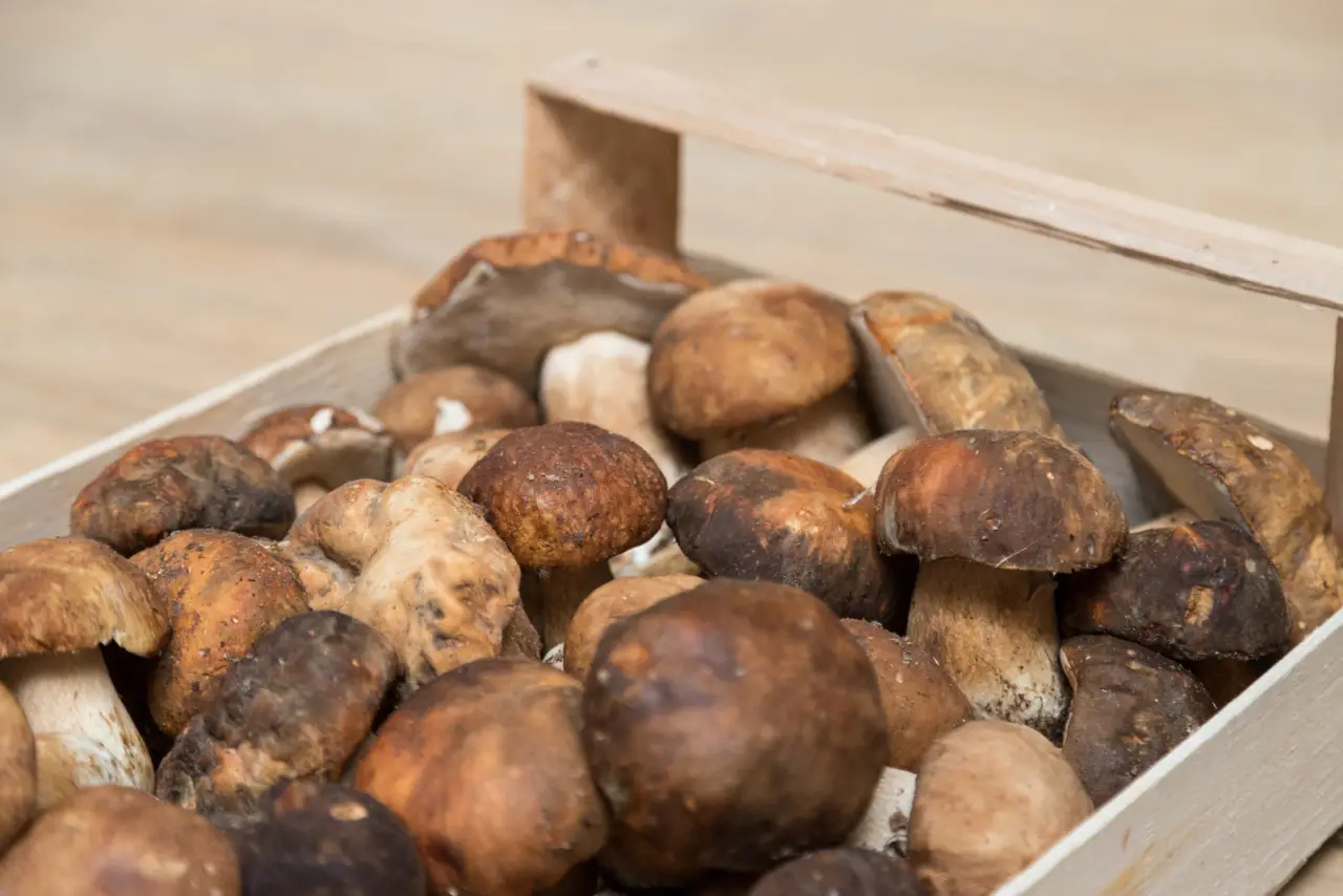 L’asciugatura sbagliata dei funghi freschi può causare muffe: il metodo giusto L’asciugatura sbagliata dei funghi freschi può causare muffe: il metodo giusto