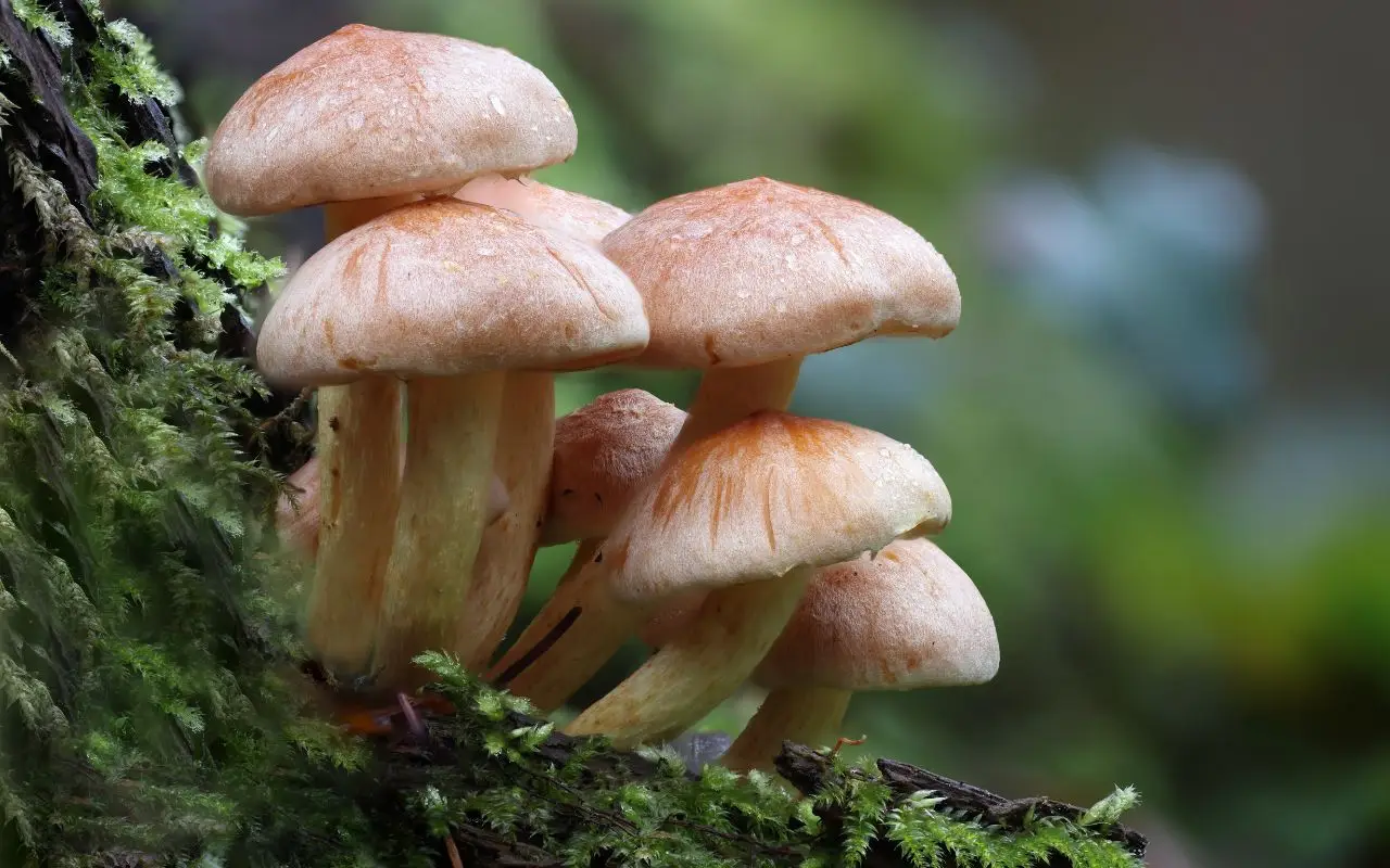L’asciugatura sbagliata dei funghi freschi può causare muffe: il metodo giusto L’asciugatura sbagliata dei funghi freschi può causare muffe: il metodo giusto