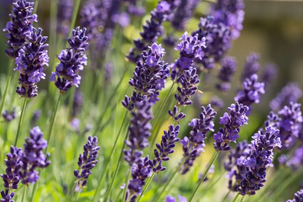 Erba aromatica per balconi: perché scegliere la lavanda contro le zanzare Erba aromatica per balconi: perché scegliere la lavanda contro le zanzare