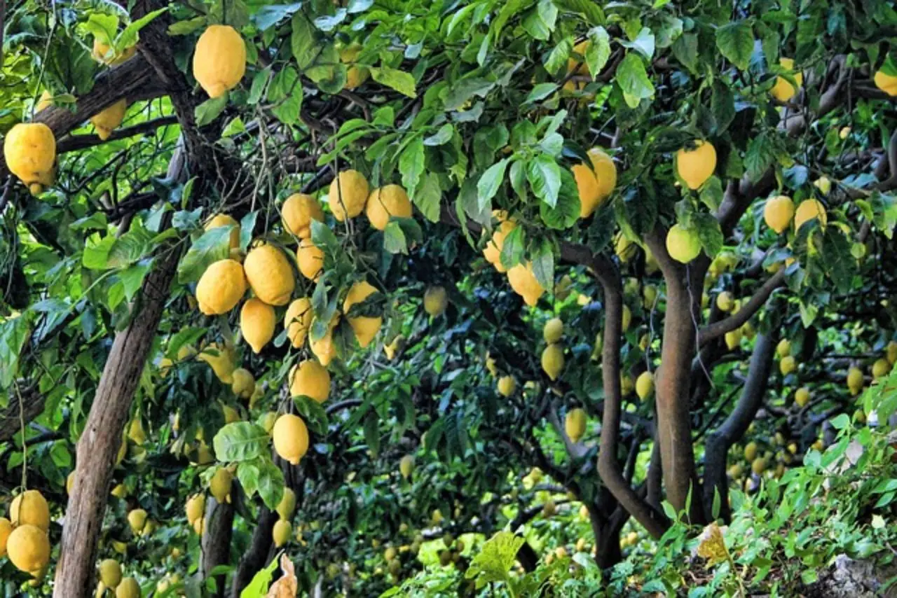 Limonaia casalinga: prendersi cura di piante di limone in vaso per più frutti
