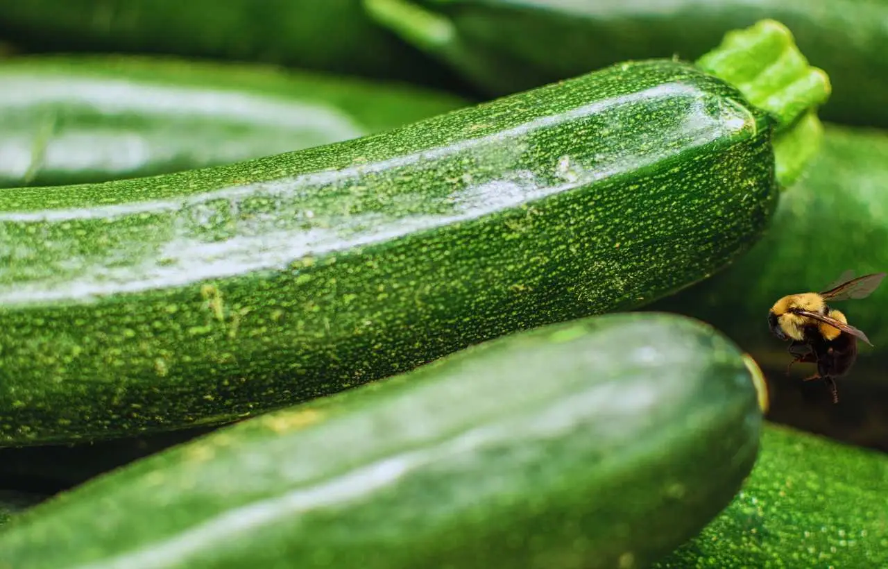 Zucchine crude in frigorifero: l’errore che può compromettere la loro conservazione Zucchine crude in frigorifero: l’errore che può compromettere la loro conservazione