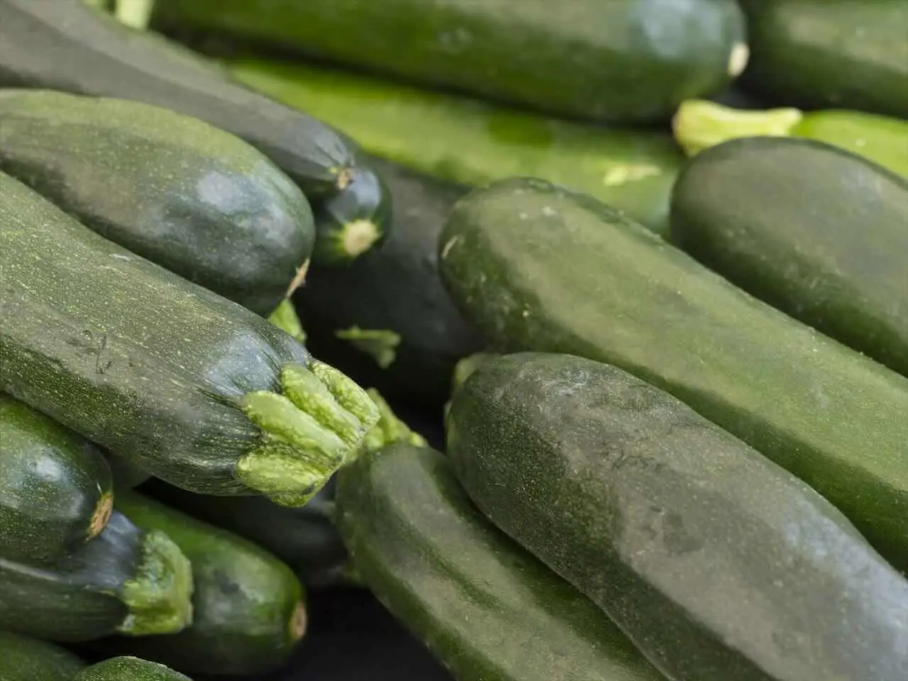 Zucchine crude in frigorifero: l’errore che può compromettere la loro conservazione Zucchine crude in frigorifero: l’errore che può compromettere la loro conservazione