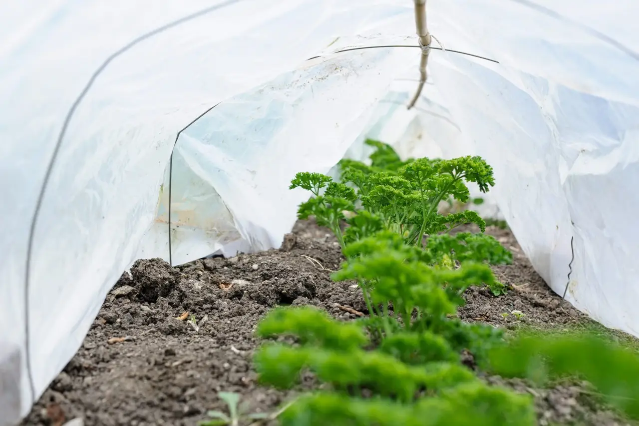 Solo pochi conoscono il metodo per proteggere le piante dal caldo e farle durare Solo pochi conoscono il metodo per proteggere le piante dal caldo e farle durare