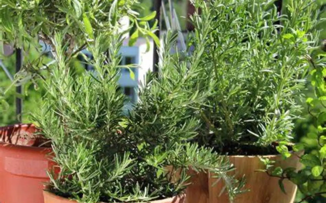 Erba aromatica per balconi: perché scegliere la lavanda contro le zanzare Erba aromatica per balconi: perché scegliere la lavanda contro le zanzare
