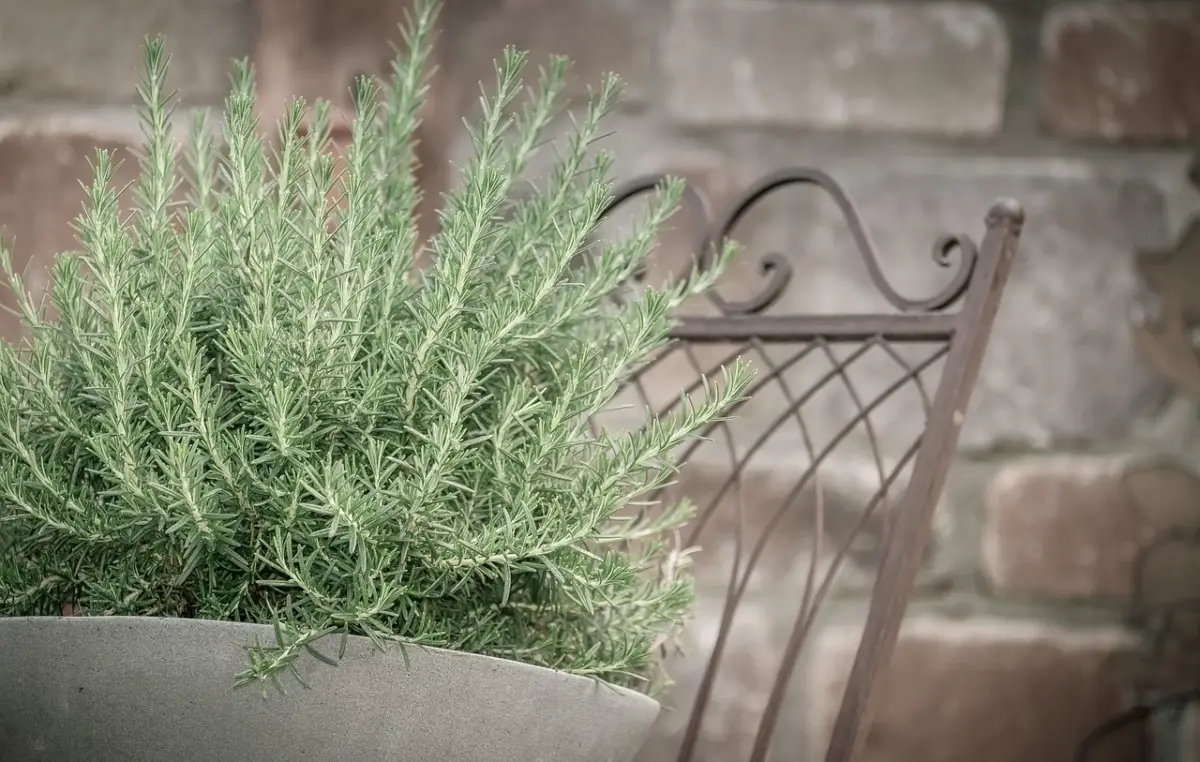 Erba aromatica per balconi: perché scegliere la lavanda contro le zanzare Erba aromatica per balconi: perché scegliere la lavanda contro le zanzare