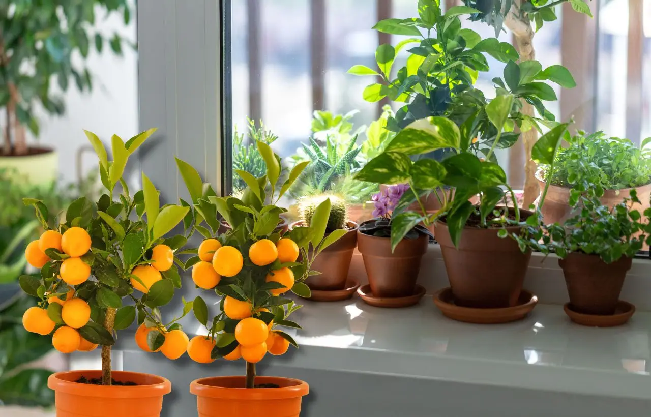 Pianta d'appartamento perfetta anti-caldo: rigenera l’aria e odora di agrumi Pianta d'appartamento perfetta anti-caldo: rigenera l’aria e odora di agrumi