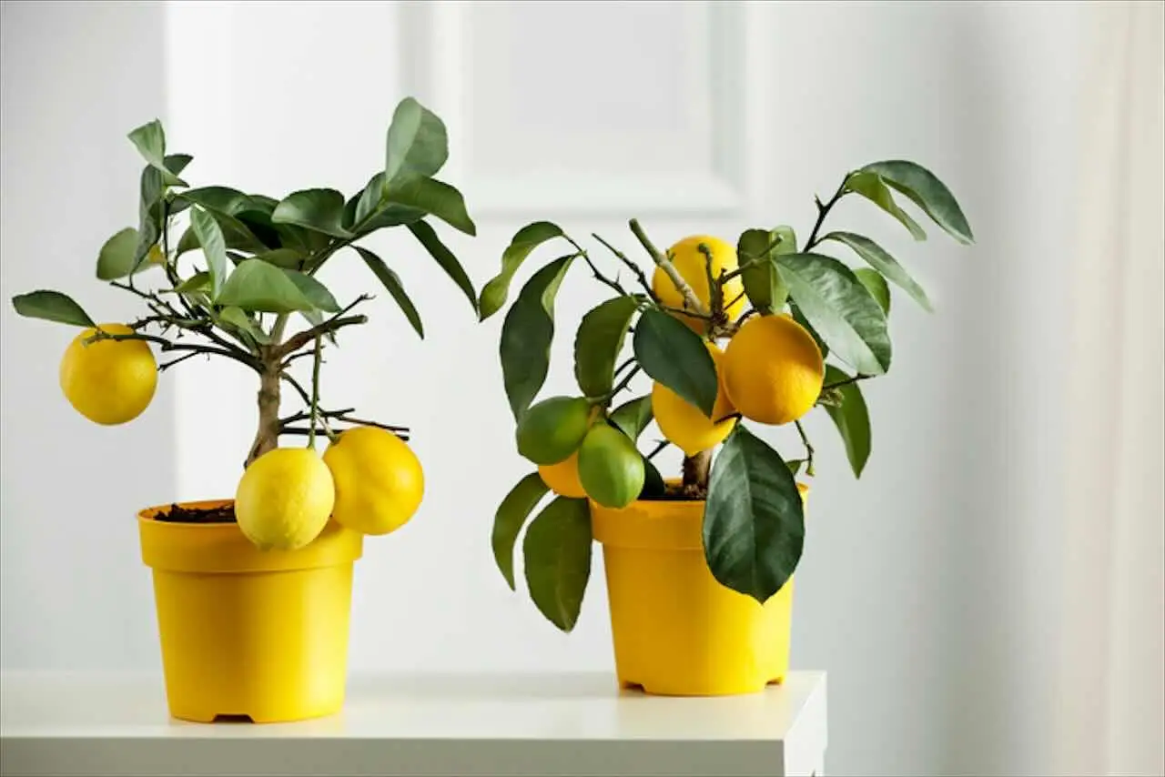 Pianta d'appartamento perfetta anti-caldo: rigenera l’aria e odora di agrumi Pianta d'appartamento perfetta anti-caldo: rigenera l’aria e odora di agrumi