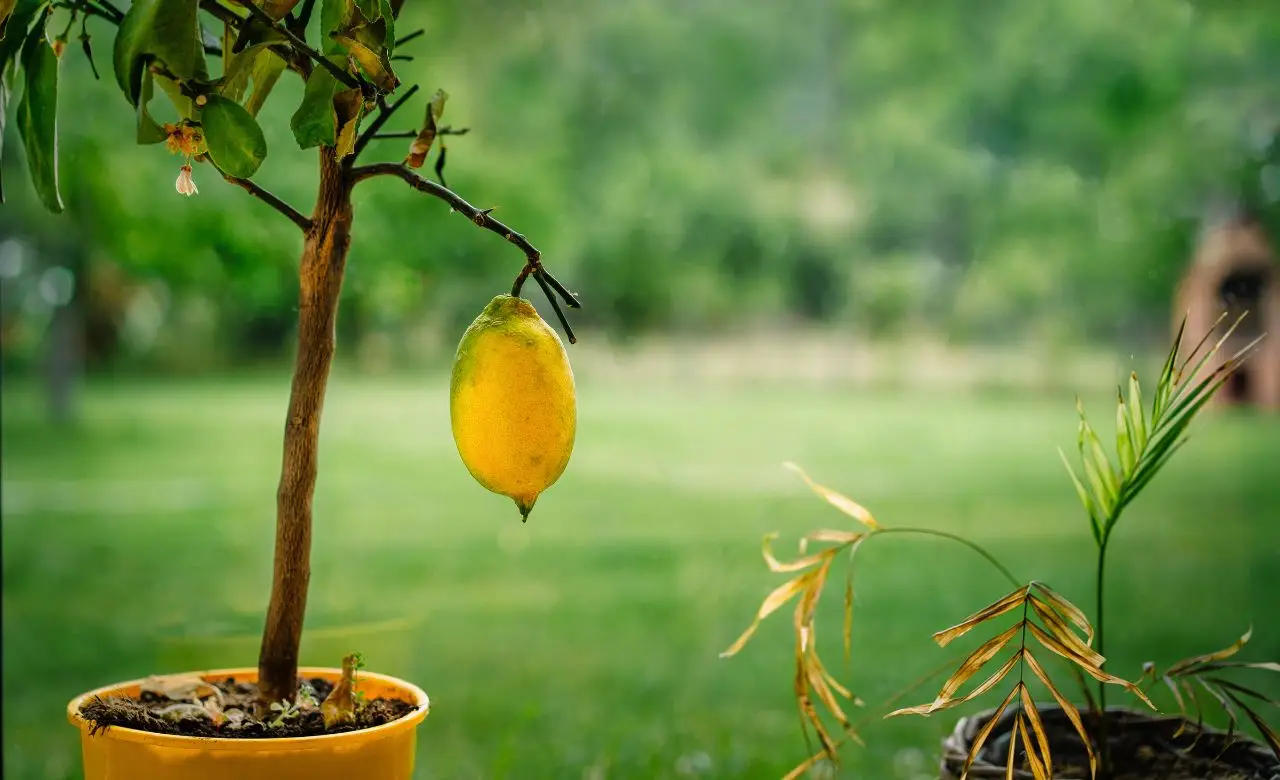 Limonaia casalinga: prendersi cura di piante di limone in vaso per più frutti Limonaia casalinga: prendersi cura di piante di limone in vaso per più frutti