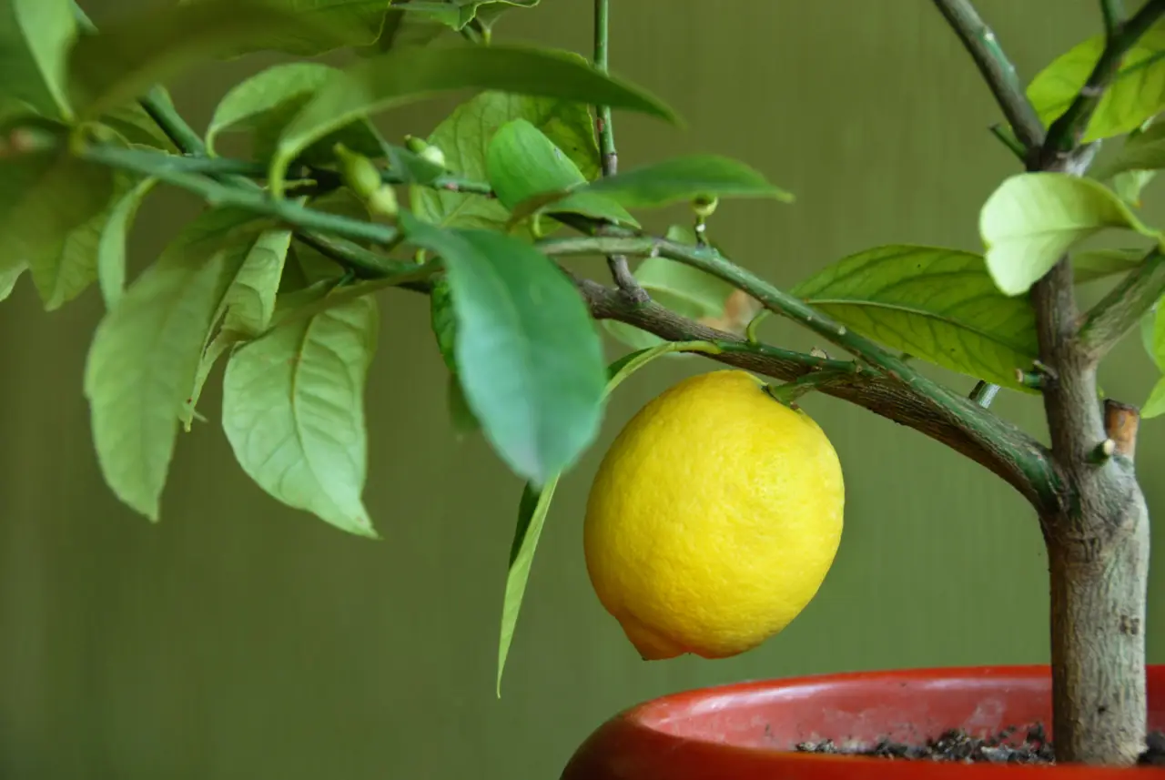 Limonaia casalinga: prendersi cura di piante di limone in vaso per più frutti Limonaia casalinga: prendersi cura di piante di limone in vaso per più frutti