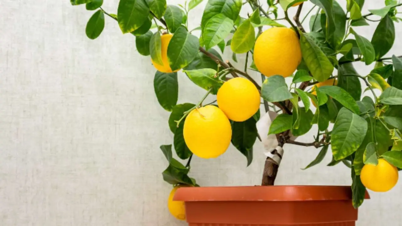 Limonaia casalinga: prendersi cura di piante di limone in vaso per più frutti Limonaia casalinga: prendersi cura di piante di limone in vaso per più frutti