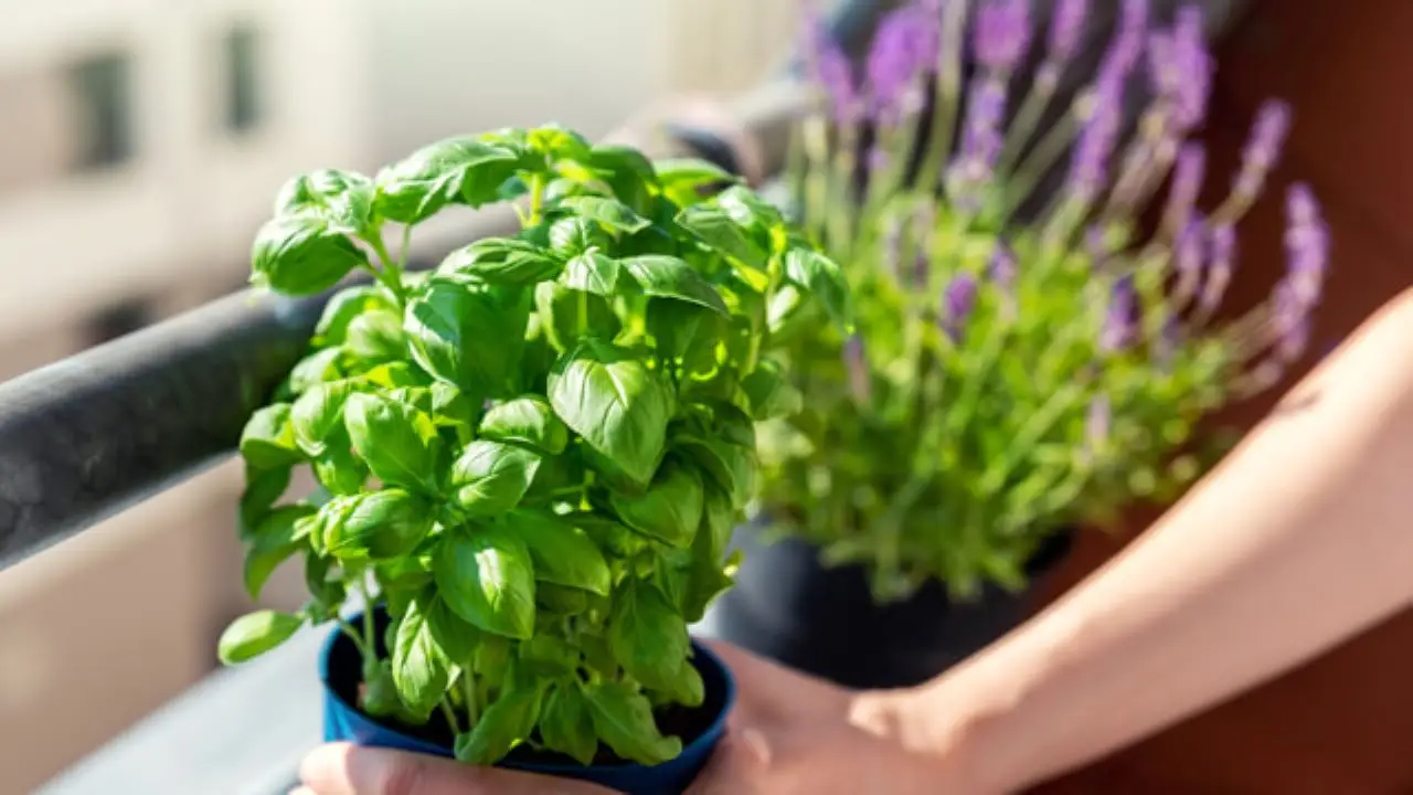 Un’erba aromatica facile da coltivare che profuma balconi e resiste al caldo Un’erba aromatica facile da coltivare che profuma balconi e resiste al caldo