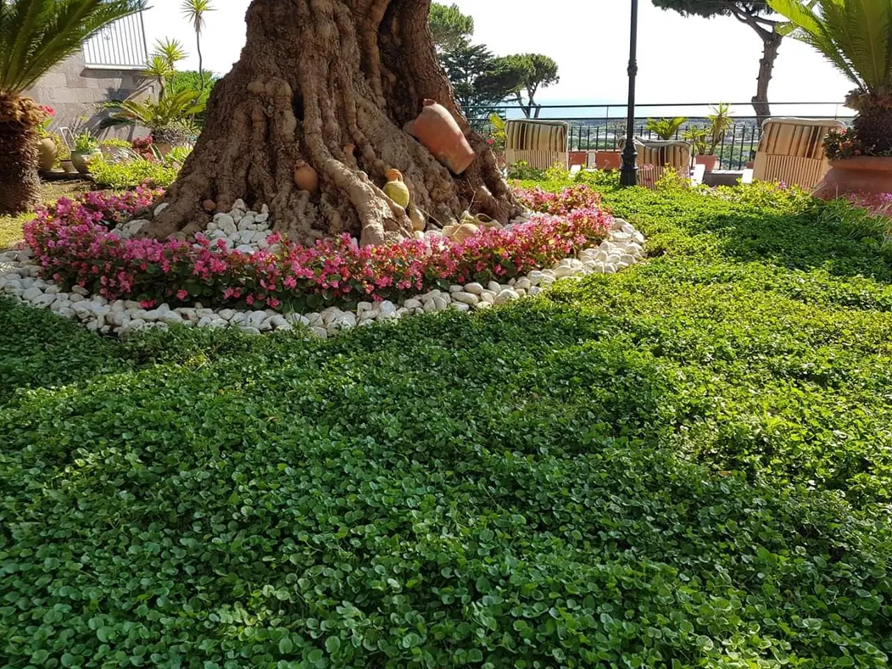 La pianta tappezzante che fiorisce a lungo e richiede cure minime anche all’esterno La pianta tappezzante che fiorisce a lungo e richiede cure minime anche all’esterno
