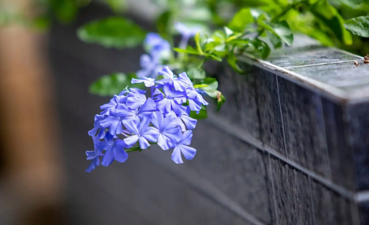 La pianta tappezzante che fiorisce a lungo e richiede cure minime anche all’esterno La pianta tappezzante che fiorisce a lungo e richiede cure minime anche all’esterno