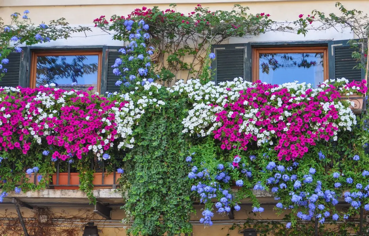 Scopri il fiore mediterraneo ideale per terrazzi colorati e senza manutenzione Scopri il fiore mediterraneo ideale per terrazzi colorati e senza manutenzione