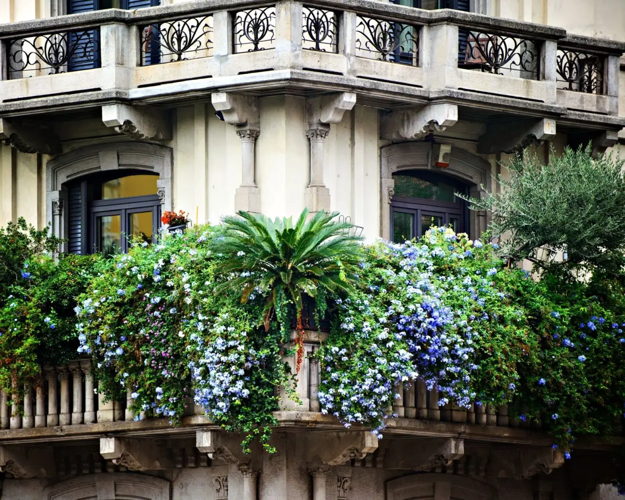 Scopri il fiore mediterraneo ideale per terrazzi colorati e senza manutenzione Scopri il fiore mediterraneo ideale per terrazzi colorati e senza manutenzione
