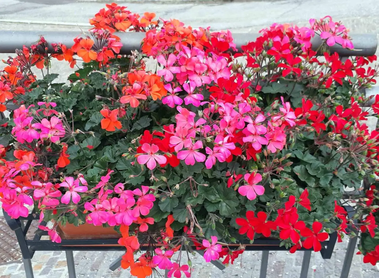 Scopri il fiore mediterraneo ideale per terrazzi colorati e senza manutenzione Scopri il fiore mediterraneo ideale per terrazzi colorati e senza manutenzione