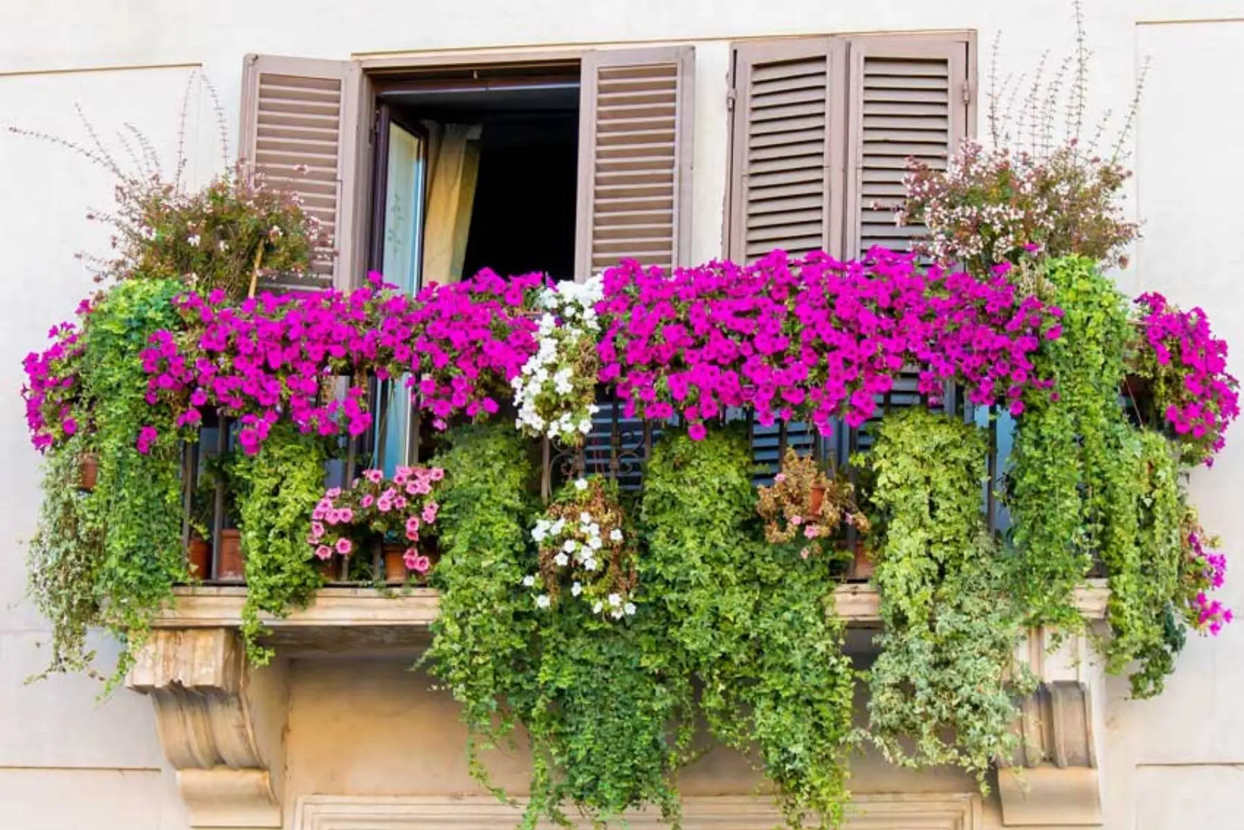 Scopri il fiore mediterraneo ideale per terrazzi colorati e senza manutenzione Scopri il fiore mediterraneo ideale per terrazzi colorati e senza manutenzione